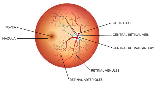 Anatomy of the Retina 